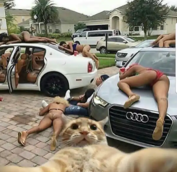 Photo Of The Day: Cat Gets The Perfect Selfie… LOL!!!